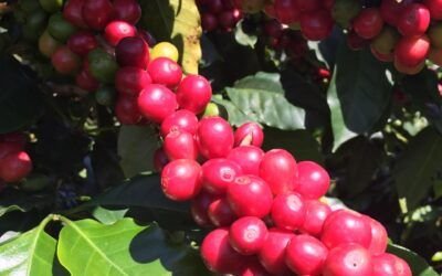 Regenerative agriculture and specialty coffee