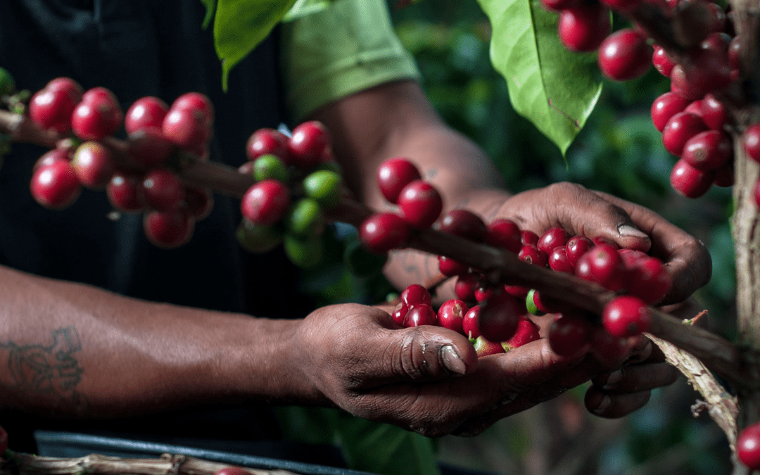 Exotic varieties of coffee, the commitment