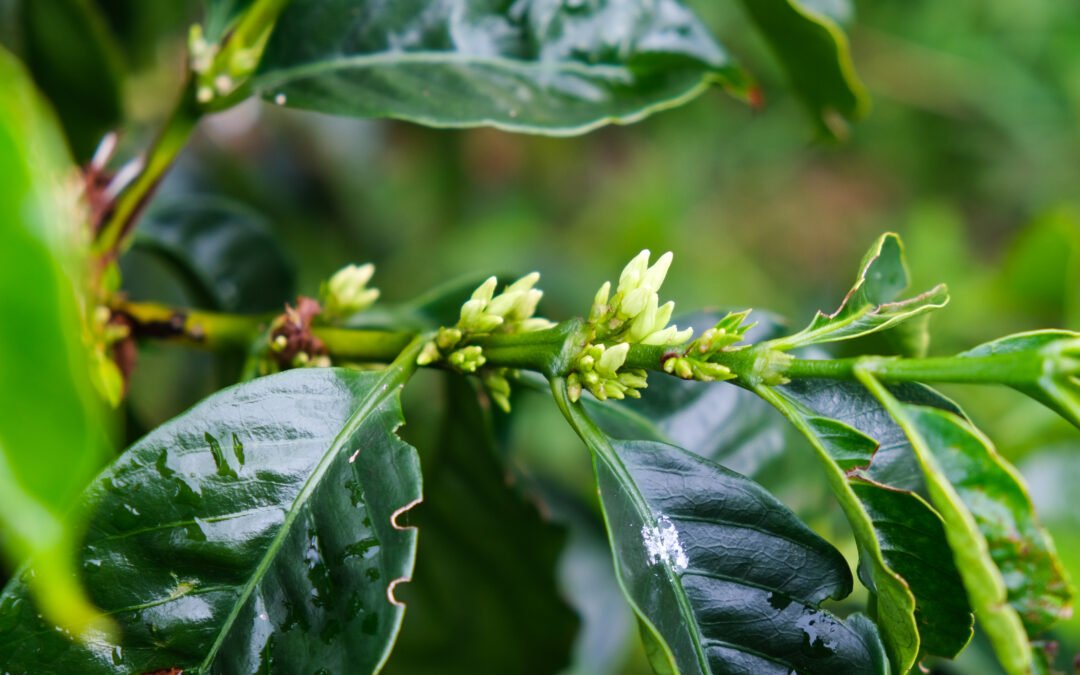 Regenerative Coffee Farming: Restoring the Origin to Produce Better Coffee