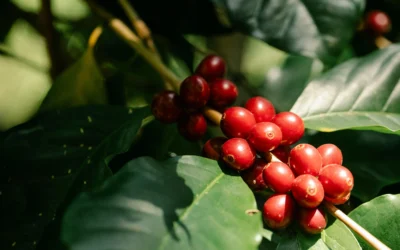 SL28: A Variety Defined by Character and Origin