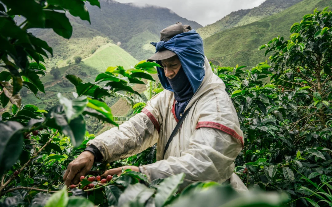 The Reality of Mountain Coffee: Effort, Precision, and Quality from Origin